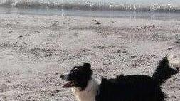 Capoliveri apre tutte le spiagge anche ai cani