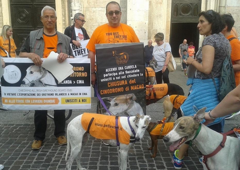 «Salvate i levrieri dai cinodromi senza ritorno»