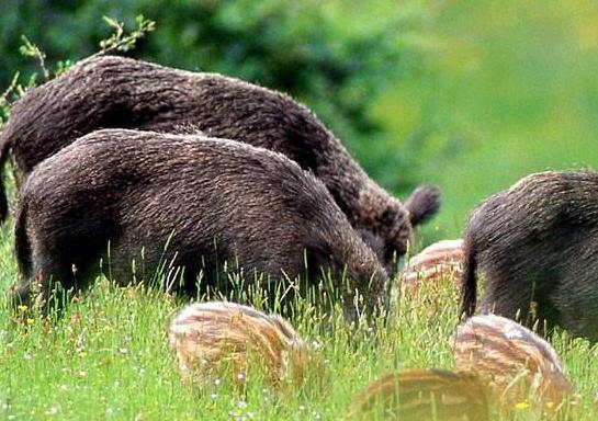 «Assediato dai cinghiali» La rabbia dell’agricoltore 