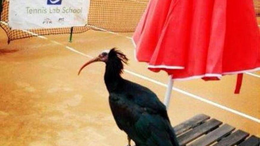 Un ibis sui campi da tennis