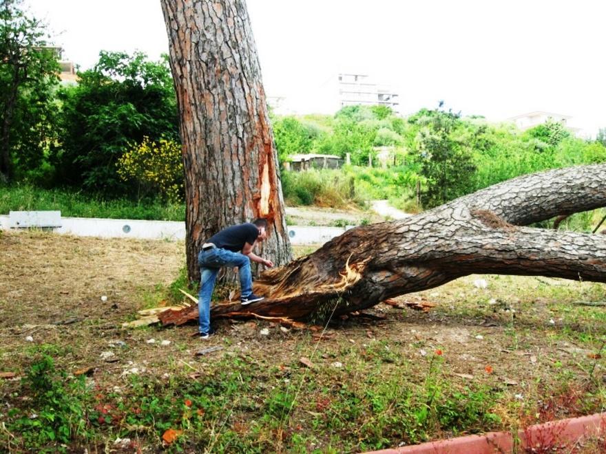 Ossi, cede un pino nel parco di Fundone 
