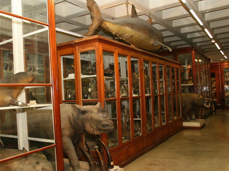 Zoologia, il museo spettacolare di Unimore 