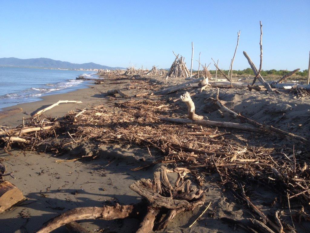 La spiaggia di Principina a Mare sommersa dai tronchi portati dalla piena del 25 agosto 2015 