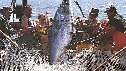 La Regione è pronta a puntare sul tonno 
