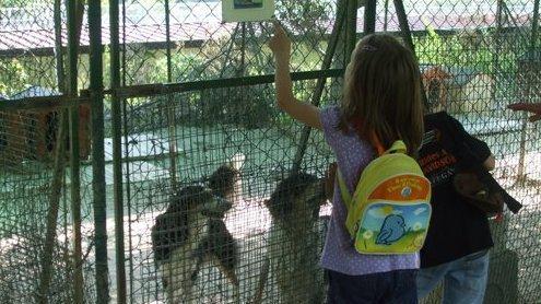 Trasferiti 180 cani di Sorso, animalisti sul piede di guerra