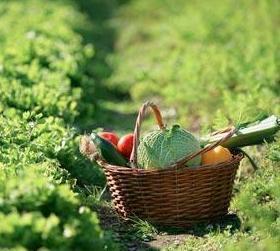 Arborea, non solo latte: in mostra c’è l’ortofrutta 