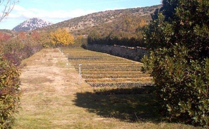 Due vivai sperimentali per salvare le piante rare 