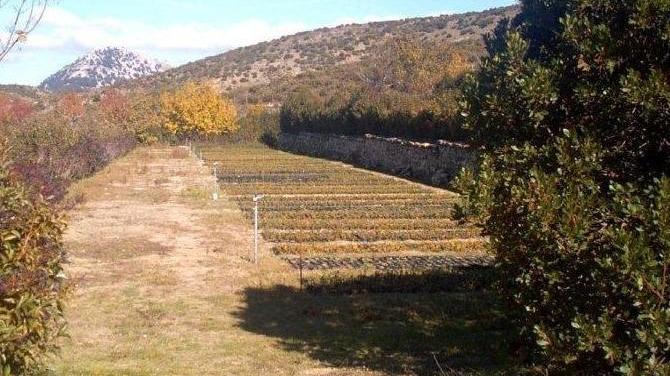 Due vivai sperimentali per salvare le piante rare