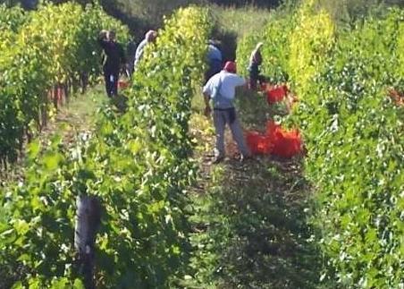 I giovani tornano al lavoro nei campi 