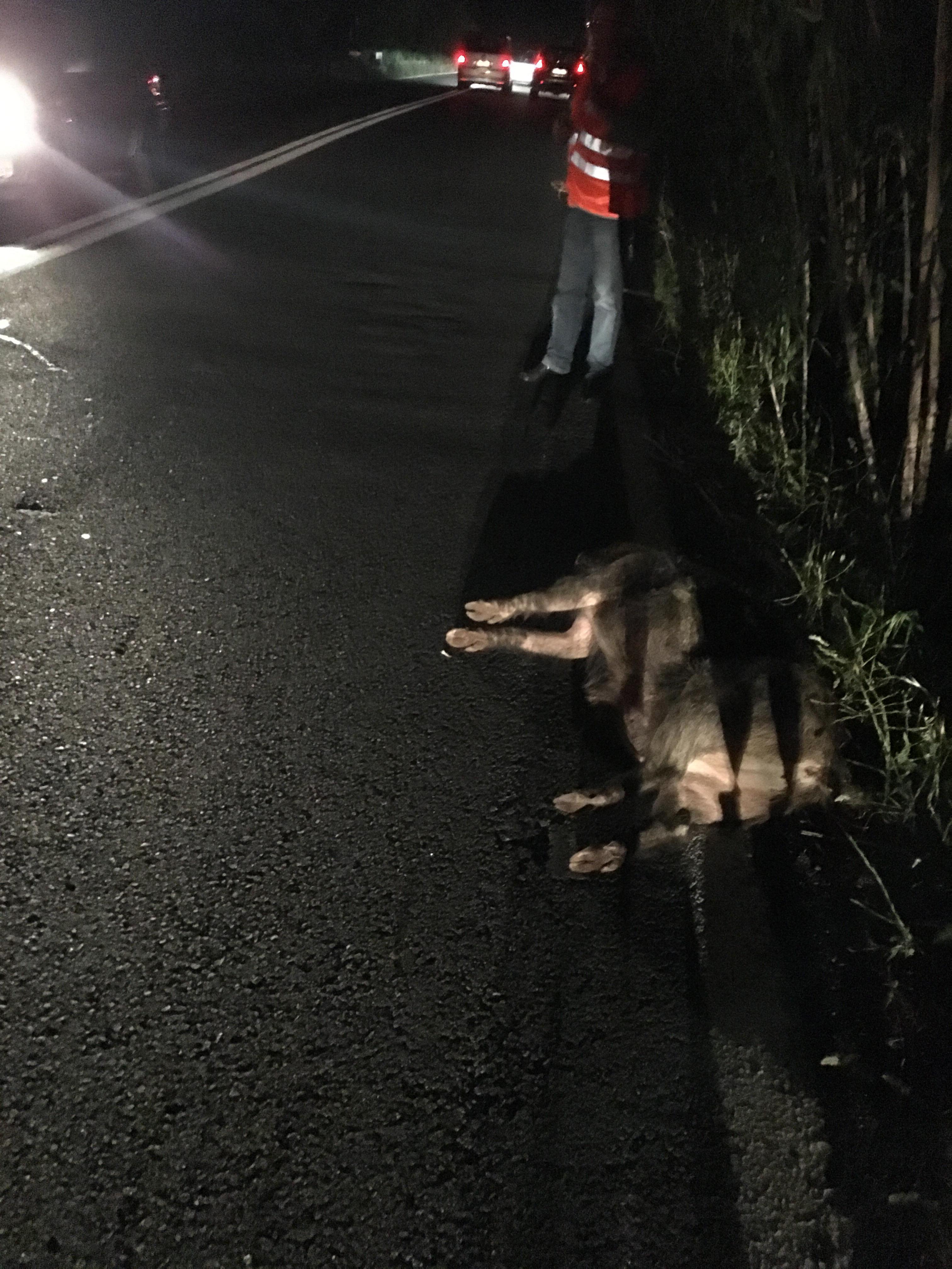 Scontro tra auto e cinghiale a Quercianella 
