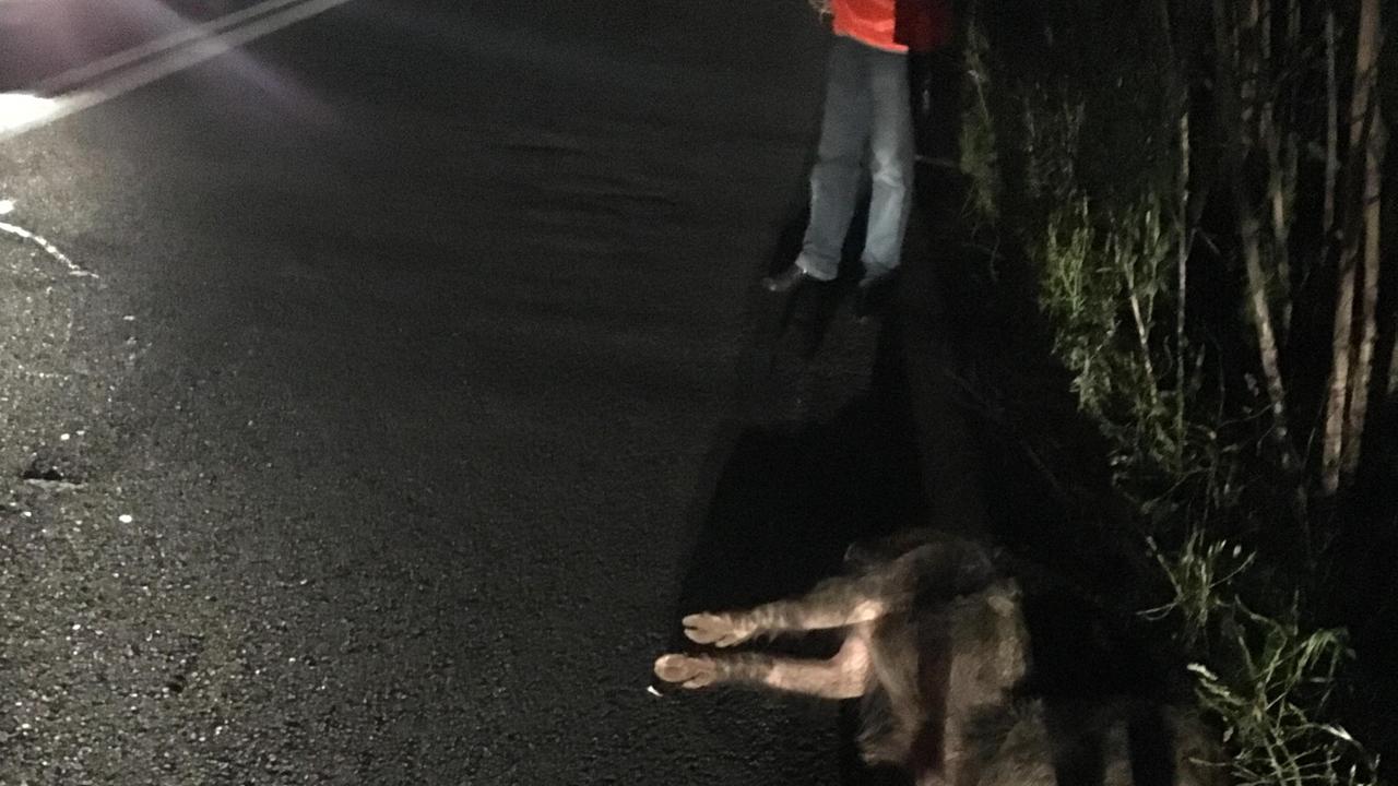 Scontro tra auto e cinghiale a Quercianella