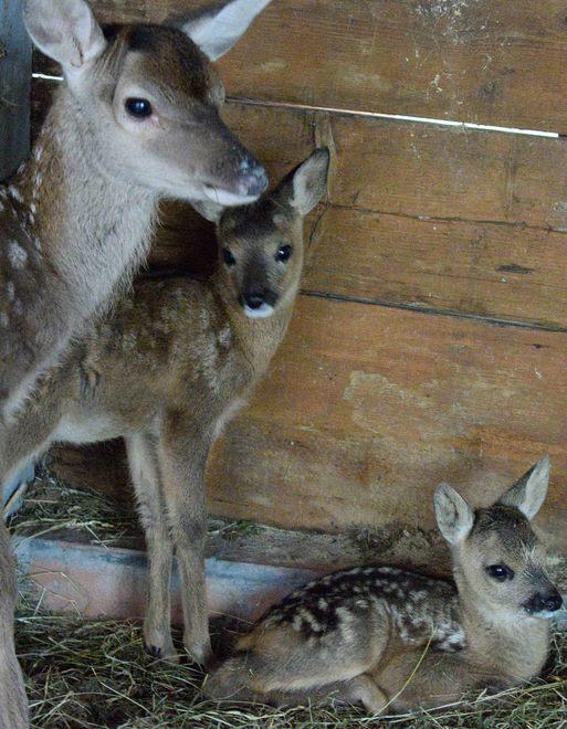 La madre di Bambi è l’assessore 