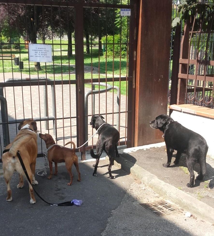 I cani lasciati fuori dal cancello del giardino di Sant'Orsola