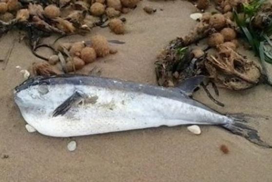 Il pesce palla trovato sulla spiaggia di San Vincenzo