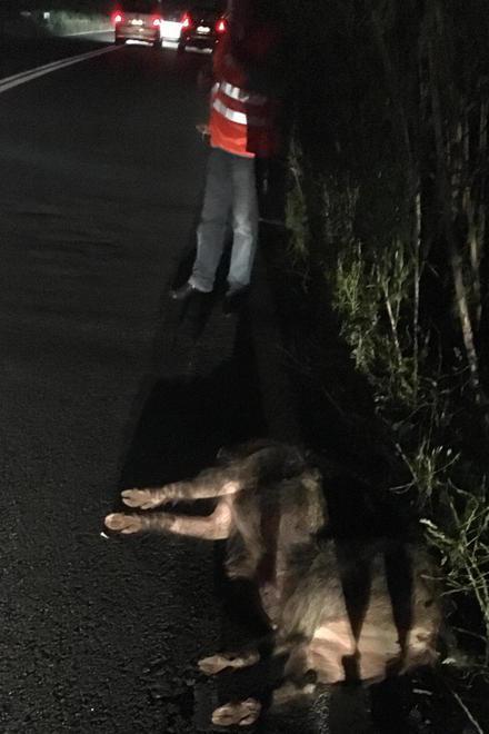 Quercianella, scontro fra auto e cinghiale