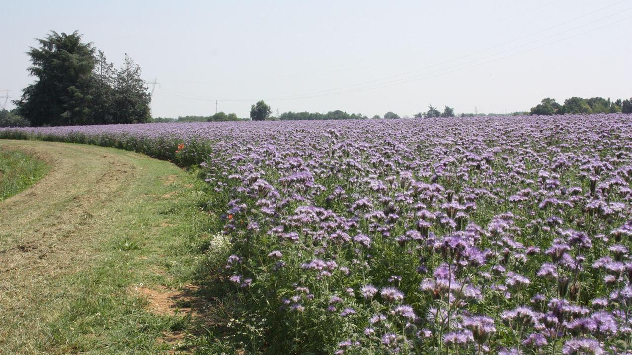 Ambiente, arriva in Emilia il mais che salva le api