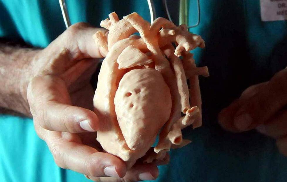 Il cuore della piccola in 3d