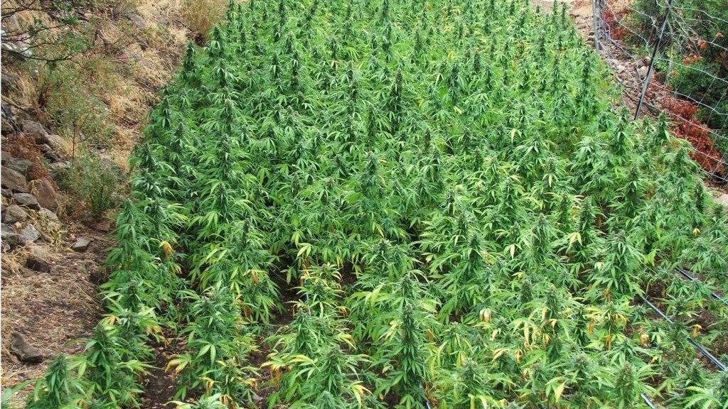 Una piantagione di cannabis sequestrata in Sardegna