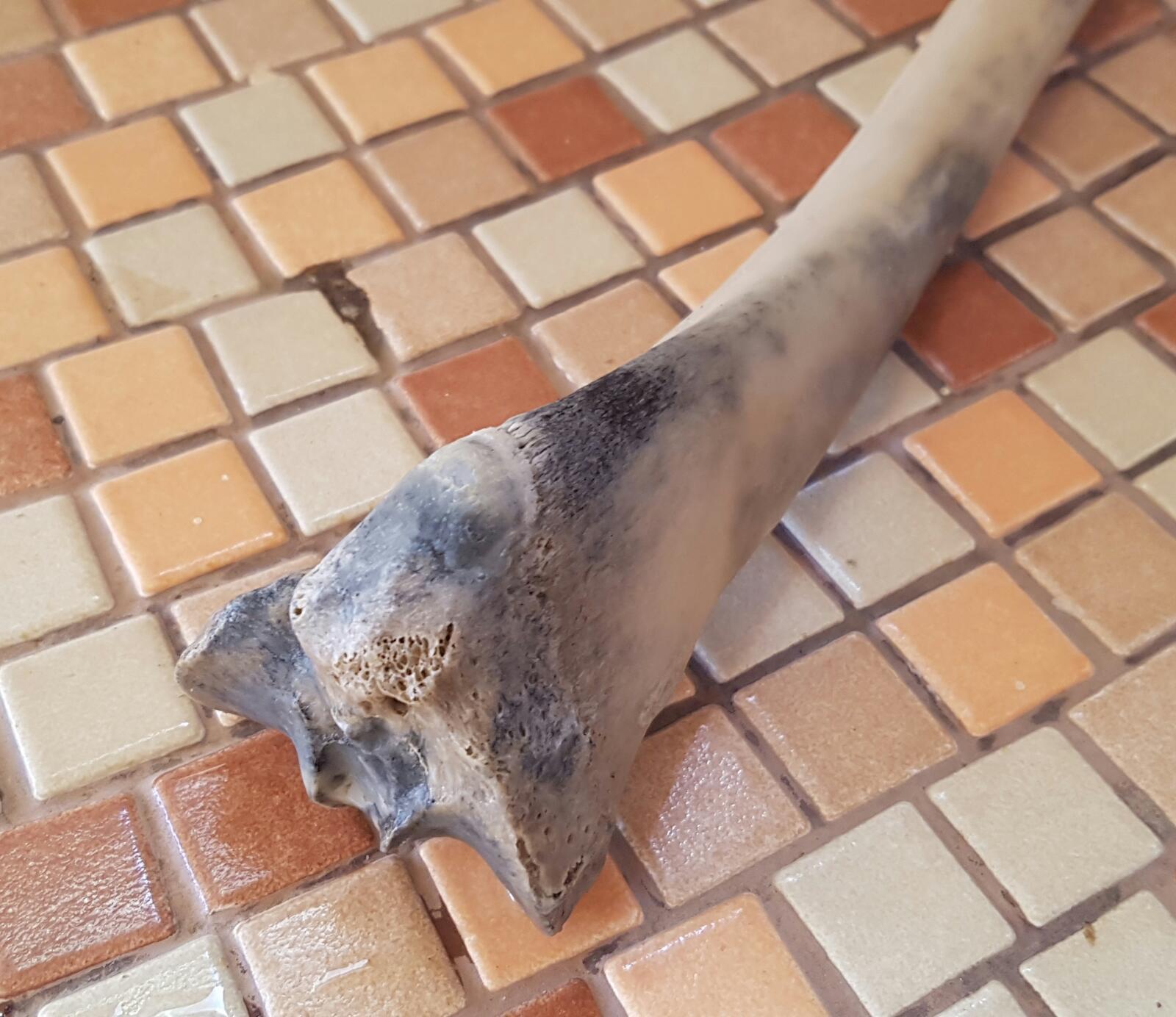 Un dettaglio della tibia rinvenuta sul litorale di San Vincenzo