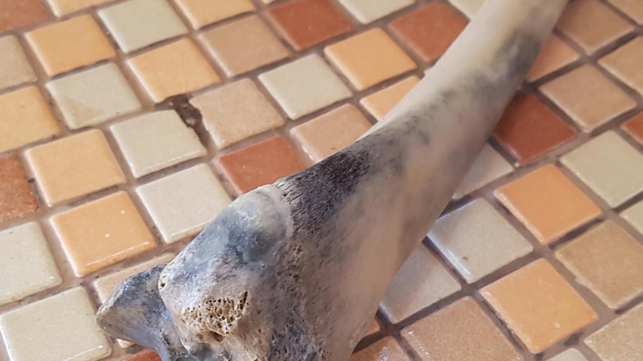 Un dettaglio della tibia rinvenuta sul litorale di San Vincenzo