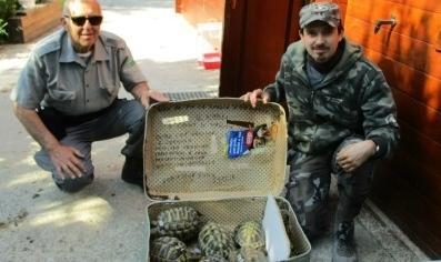 Abbandonò 13 tartarughe: rischia due anni di carcere 