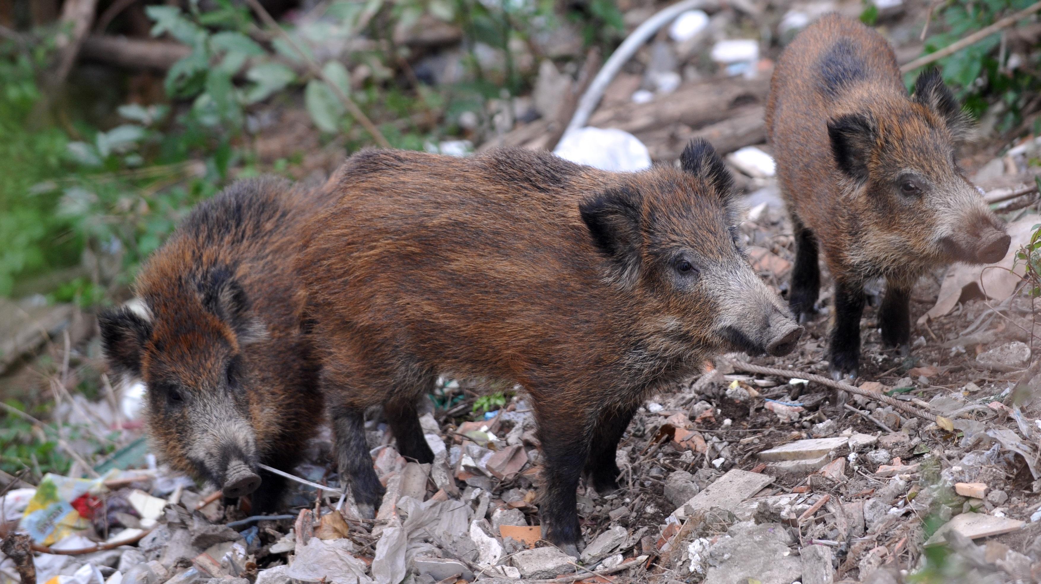 Recinti elettrificati per tenere lontani i cinghiali: in montagna è un boom 