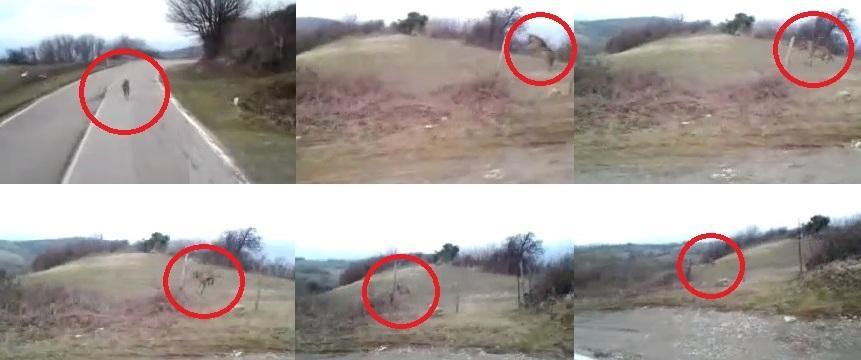 I fermoimmagine del video girato da Mirco Valocchia con il telefonino, dal suo camion, a un canide a Stribugliano tre anni fa