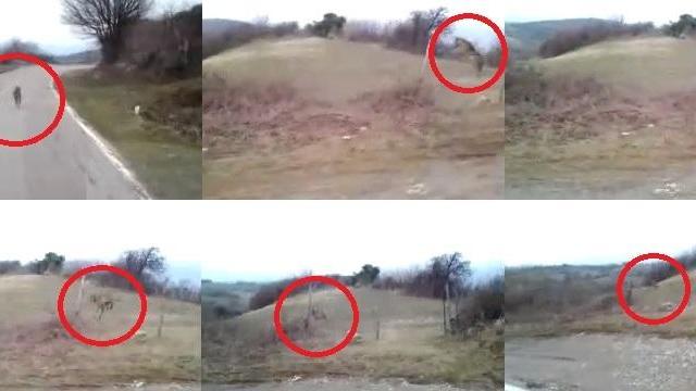 I fermoimmagine del video girato da Mirco Valocchia con il telefonino, dal suo camion, a un canide a Stribugliano tre anni fa