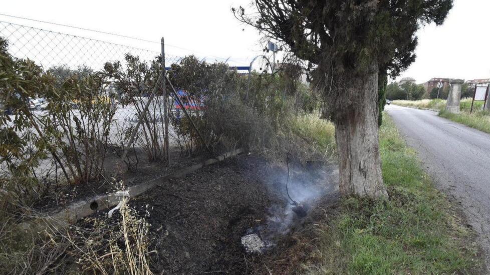Fiamme ai cipressi del viale di Sterpeto