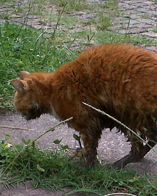 Pompieri liberano gattino imprigionato 