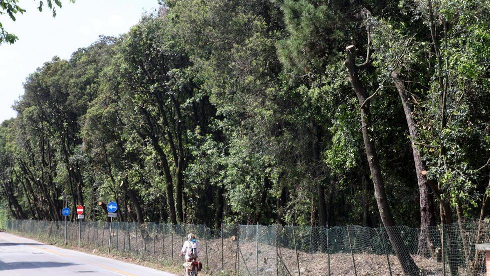Sos di Italia Nostra: in pericolo i lecci della Versiliana 