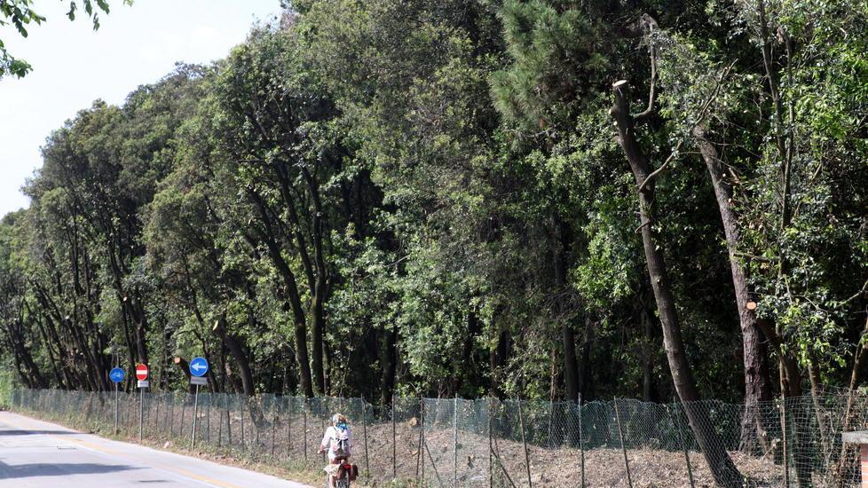 Sos di Italia Nostra: in pericolo i lecci della Versiliana