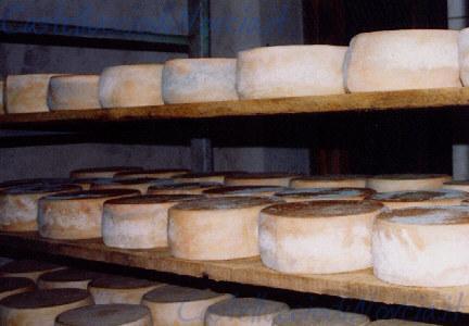 Forme di pecorino