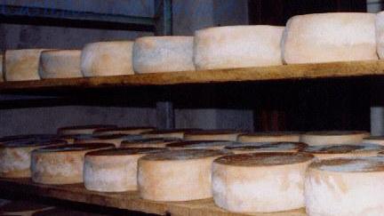 Forme di pecorino