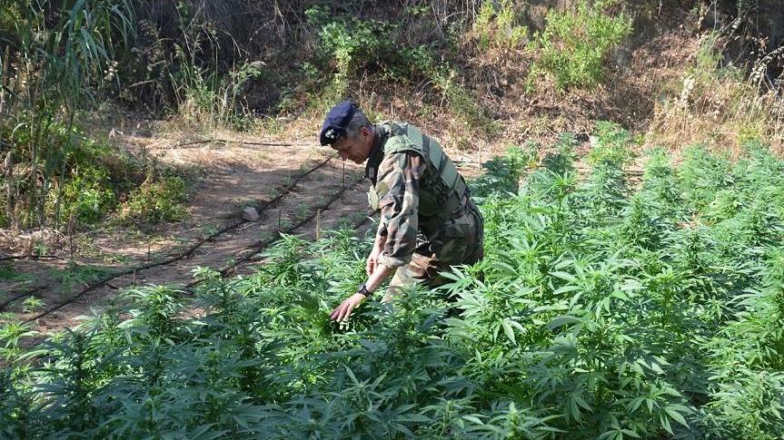 I carabinieri nella piantagione di marijuana scoperta tra Oliena e Nuoro 