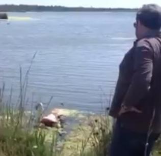 Il fenicottero ferito liberato nelle acque di S’Ena Arrubia