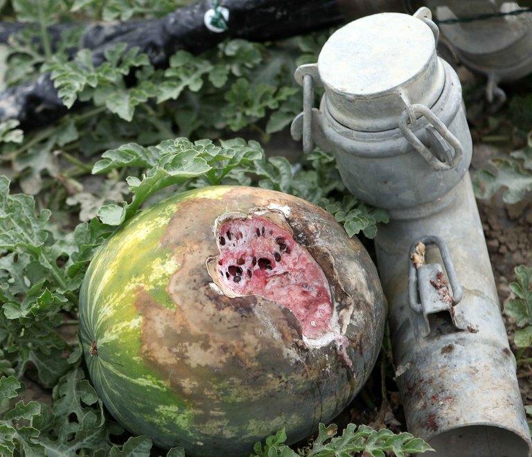 Nutrie all’assalto Serre depredate e raccolti a rischio 