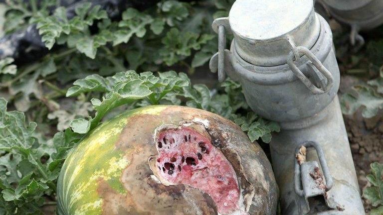 Nutrie all’assalto Serre depredate e raccolti a rischio