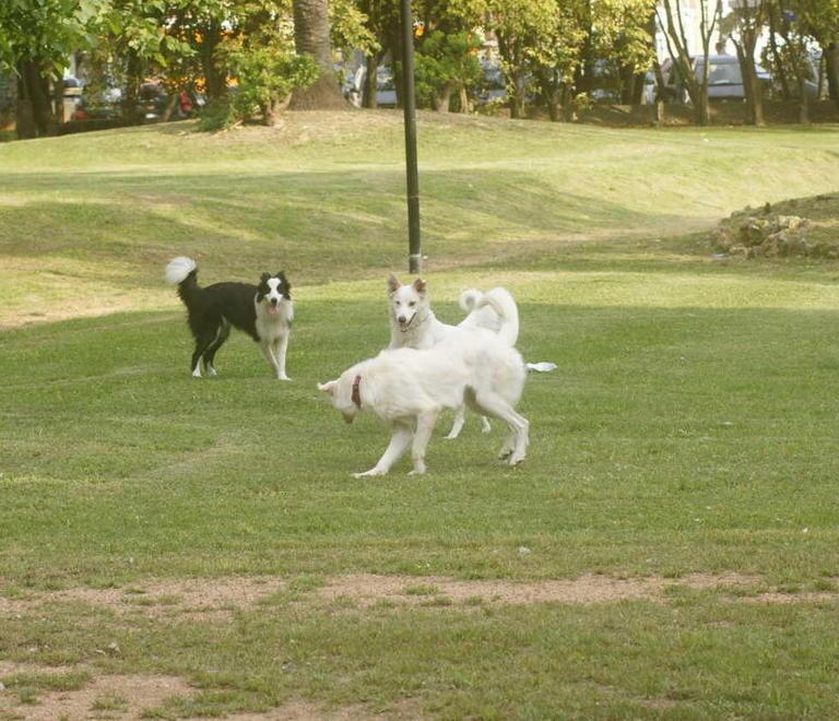 Anche Fido potrà avere il funerale in famiglia 