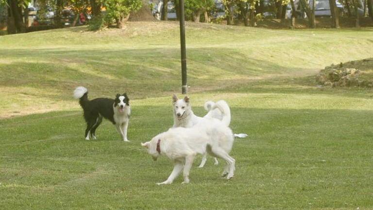 Anche Fido potrà avere il funerale in famiglia