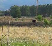Un cinghiale in centro Avvistamenti a Porcari 