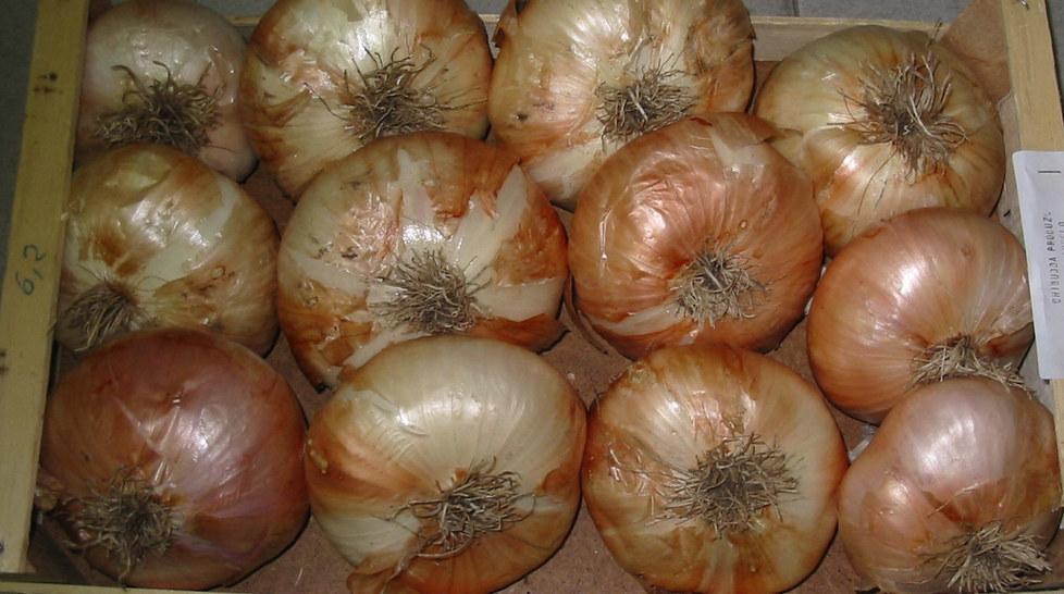 Il colpo grosso dei ladri di cipolle 