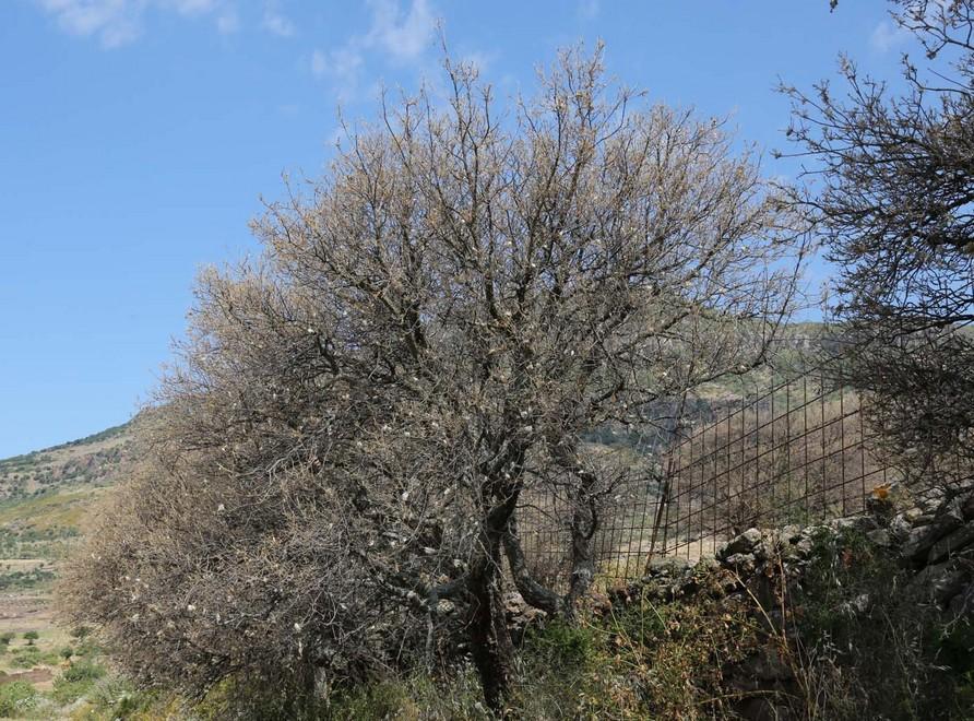 La Forestale sospende l’estrazione del sughero 
