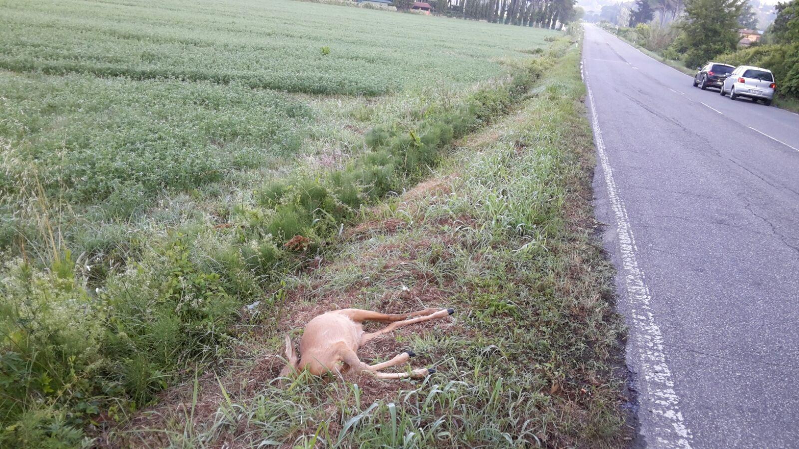 Investe con l'auto un capriolo in via delle Sorgenti