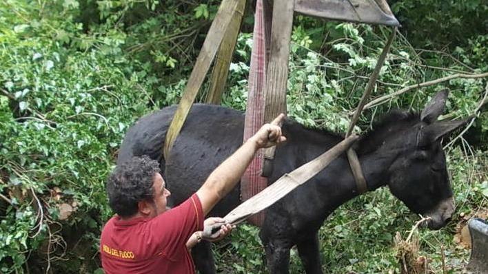 Salvata dai pompieri l’asina-attrice Mora caduta nel dirupo