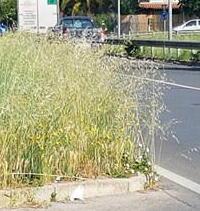 Erba alta all’ingresso della zona industriale L’amministrazione procede allo sfalcio