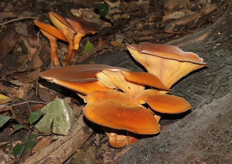 Raccolta di funghi, una legge per fermare l’anarchia