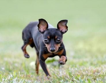 Bimbo di 11 anni ferito per difendere il cane 