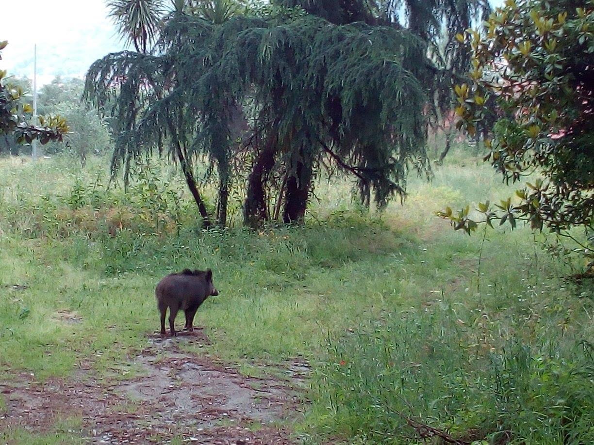 Il cinghiale femmina immortalato nel parco di villa Massoni