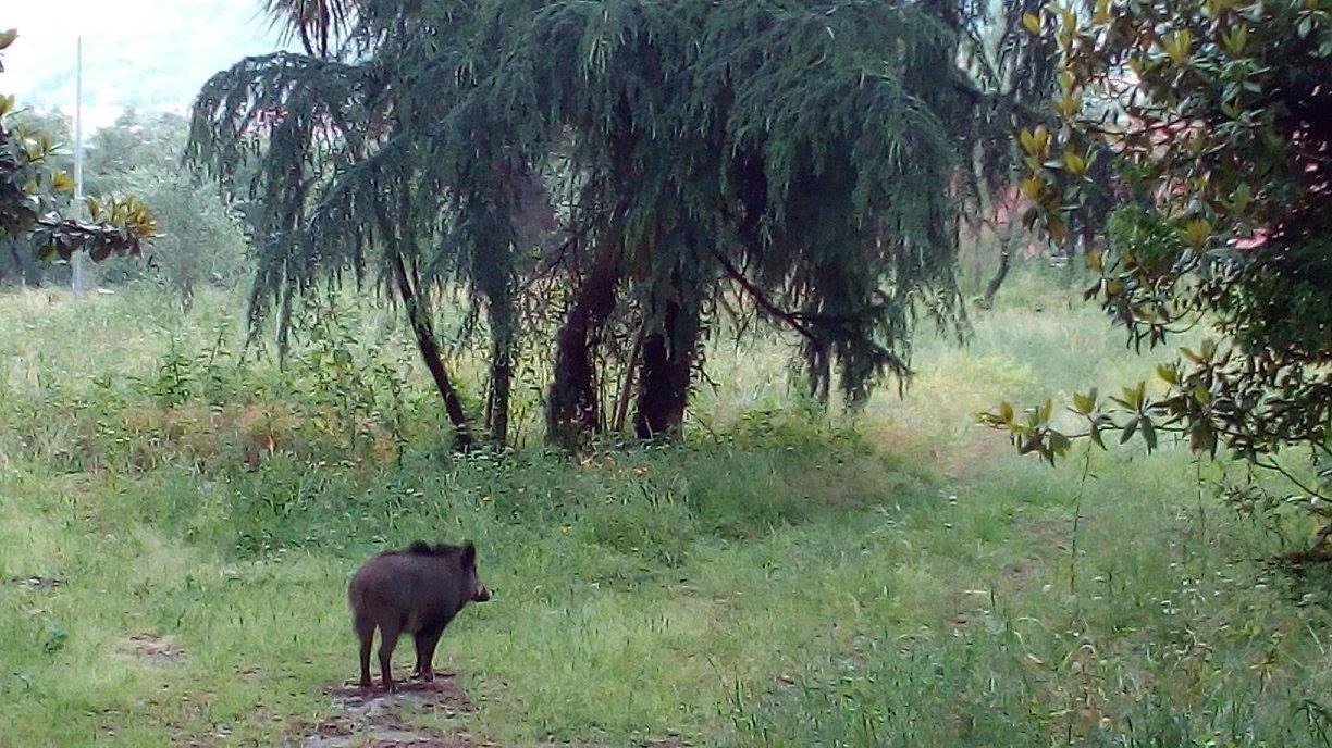Il cinghiale femmina immortalato nel parco di villa Massoni